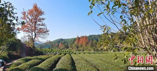 武夷山燕子窠茶园(资料图片)
