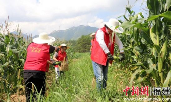 采摘玉米现场。 采摘玉米现场。