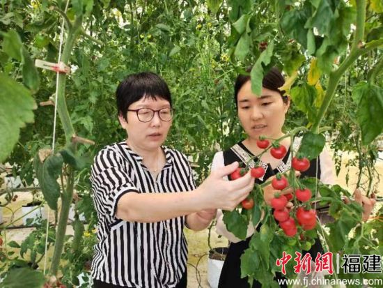 图为福州市蔬菜科学研究所所长陈秀娟在福州蔬菜科学研究所的大棚里介绍爆汁西红柿 - 副本 图为福州市蔬菜科学研究所所长陈秀娟在福州蔬菜科学研究所的大棚里介绍爆汁西红柿 - 副本