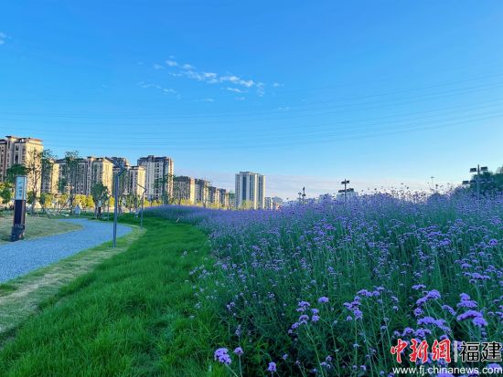 武夷新区千亩花海焕新颜。聂昊田 摄 武夷新区千亩花海焕新颜。聂昊田 摄